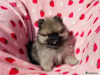 Pomeranian dogs 💙Ready now! Kc Teddy Bear Pomeranian💙 - Advert 5