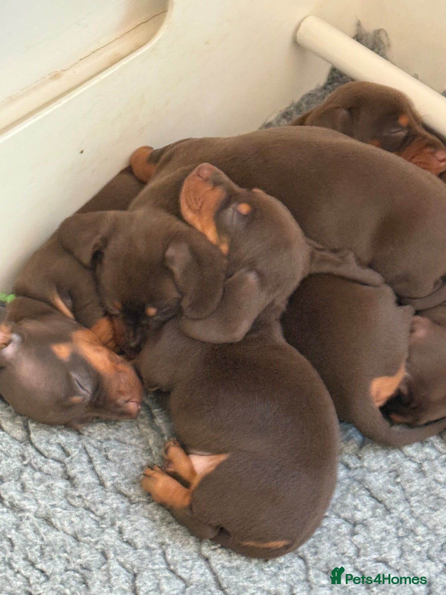 Miniature Dachshund dogs Our Therapy Dog Winnie had had 5 beauties  - Advert 2