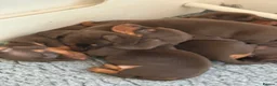Miniature Dachshund dogs for sale: Our Therapy Dog Winnie had had 5 beauties  - Advert 2