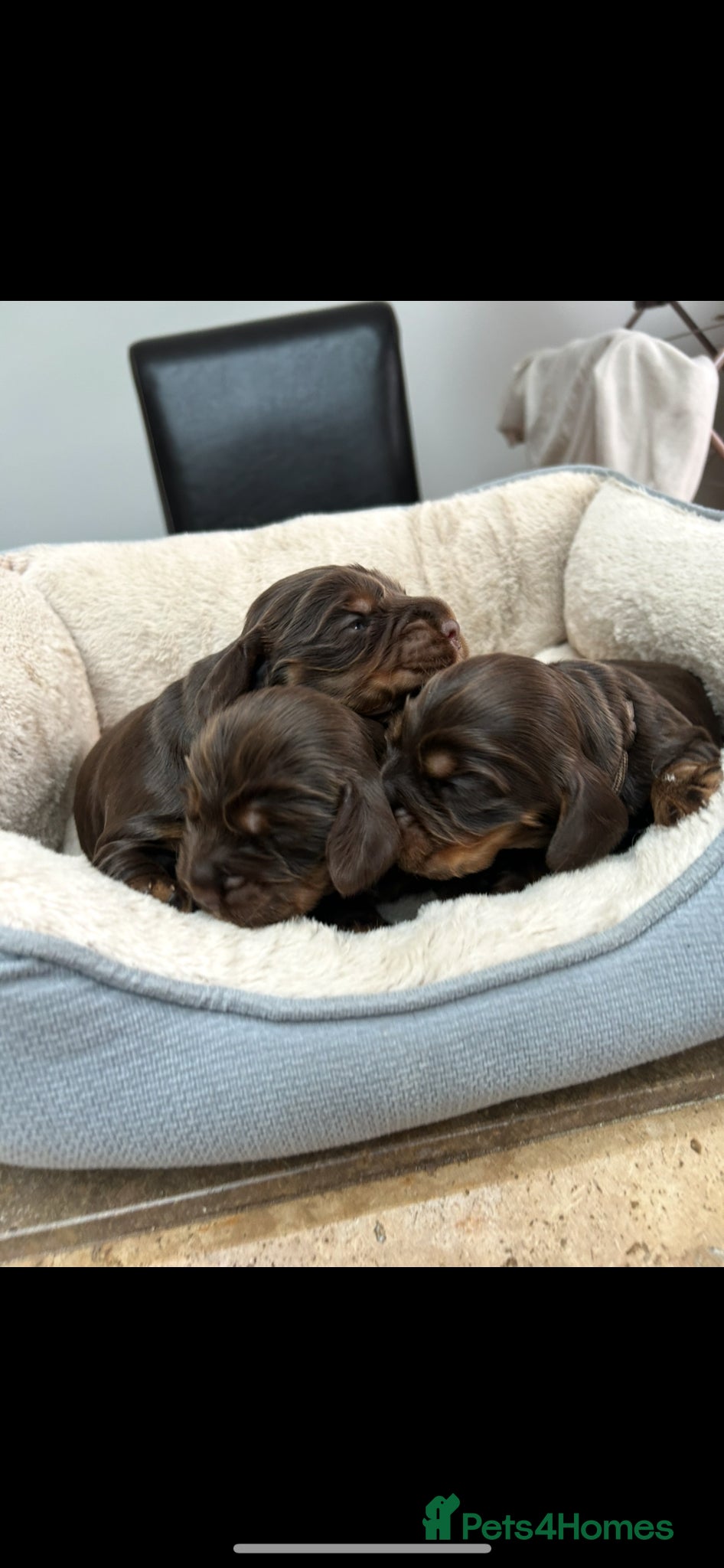 Cocker Spaniel dogs ⭐ ⭐ AMAZING KC SHOW COCKER SPANIELS  2 boys left!  - Advert 2