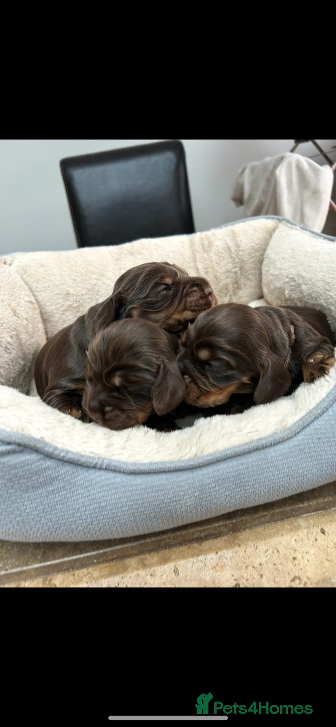 Cocker Spaniel dogs for sale: ⭐ ⭐ AMAZING KC SHOW COCKER SPANIELS - Advert 2