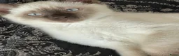 Mixed Breed cats for sale: White and Chocolate Colourpoint Male kitten - Advert 7