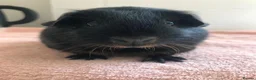 Guinea Pig rodents for sale: Black Otter Boar and Sow  - Advert 4
