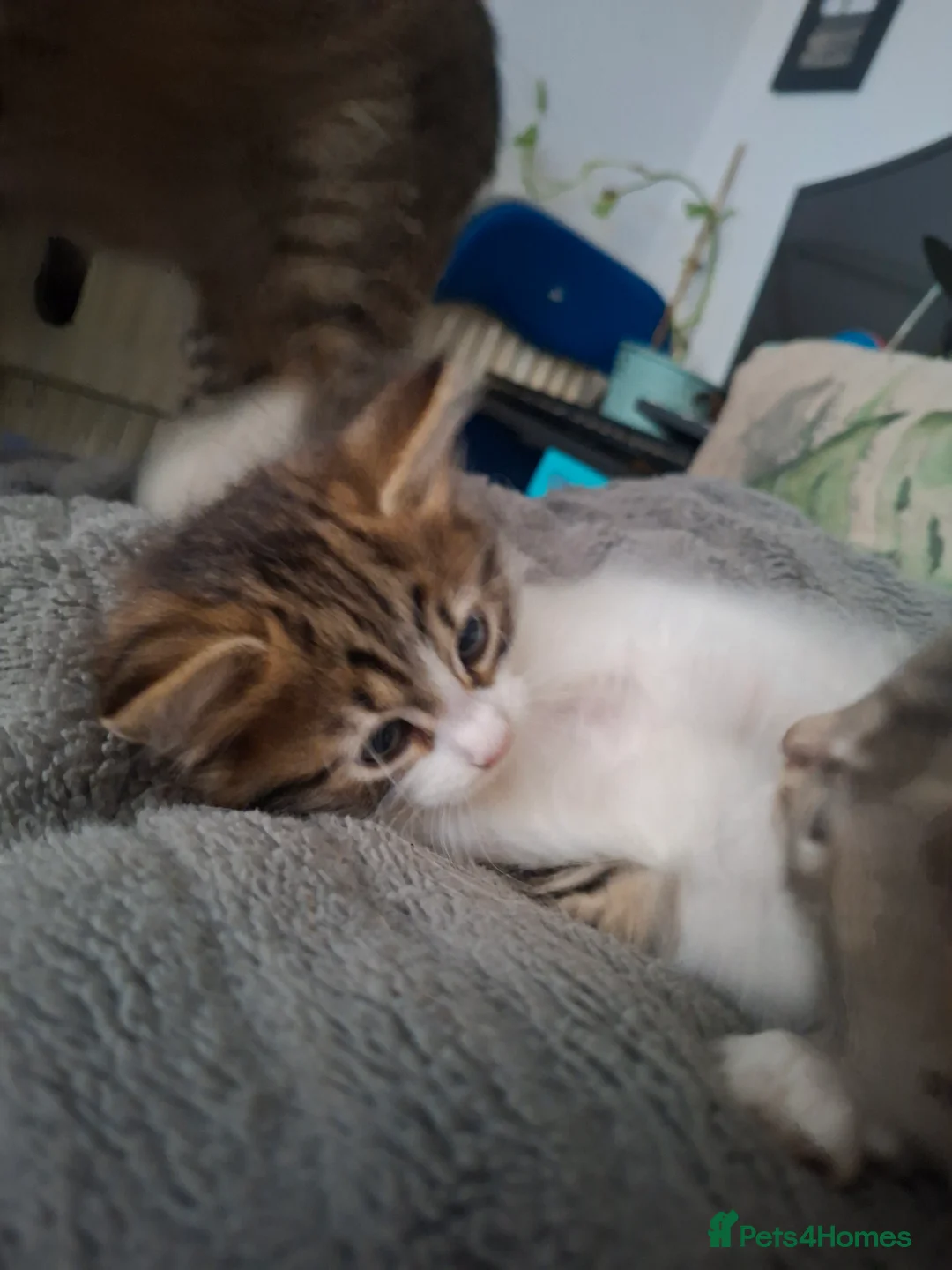 Mixed Breed cats for sale: Little female cat - Advert 2