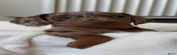 Miniature Dachshund dogs for stud: Chocolate/isabella miniature dachshund  - Advert 4