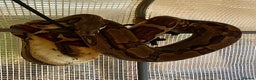Boa Snake reptiles for sale: 6FT Boa + Full LARGE Setup  - Advert 3