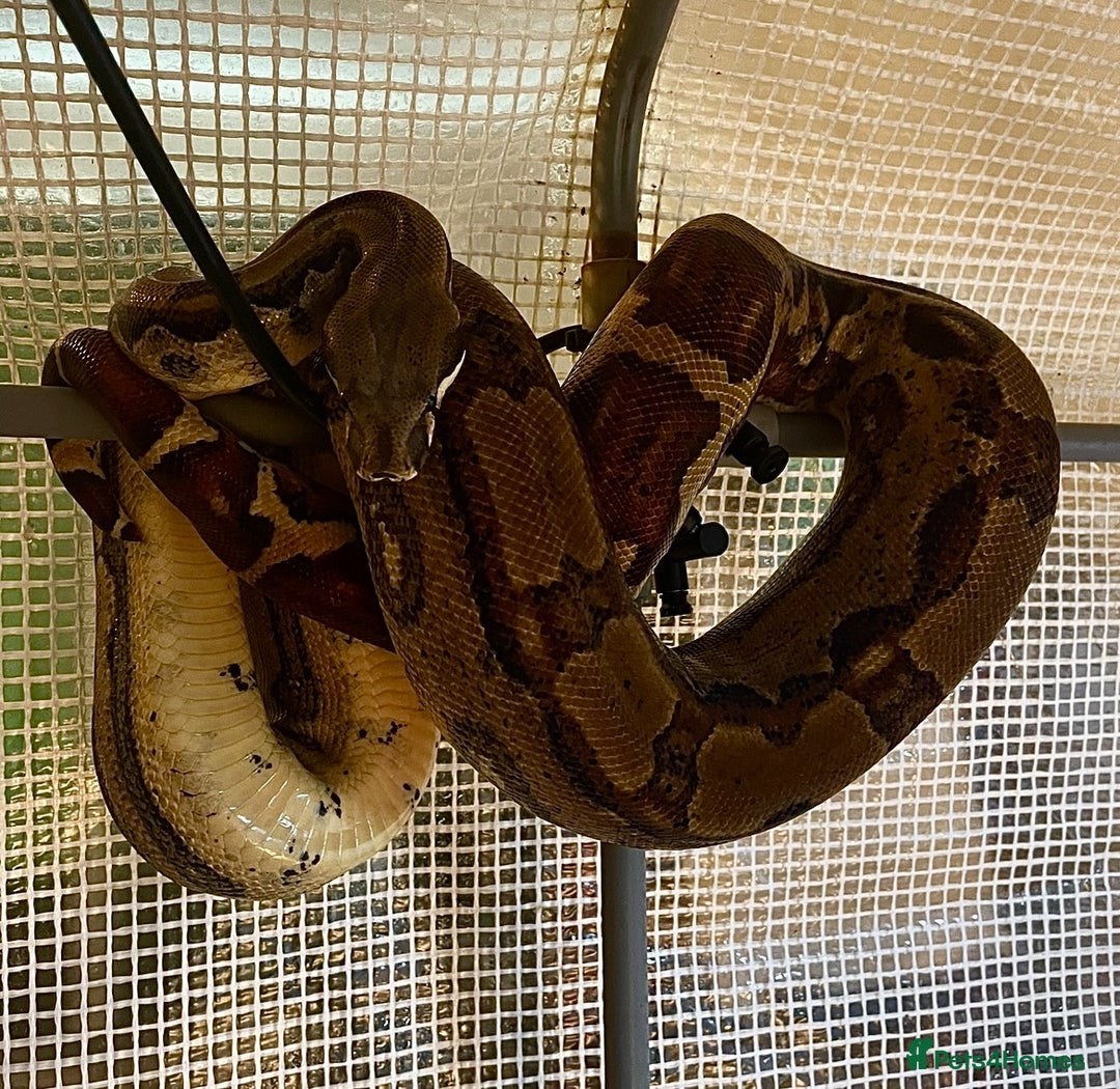 Boa Snake reptiles for sale: 6FT Boa + Full LARGE Setup  - Advert 3