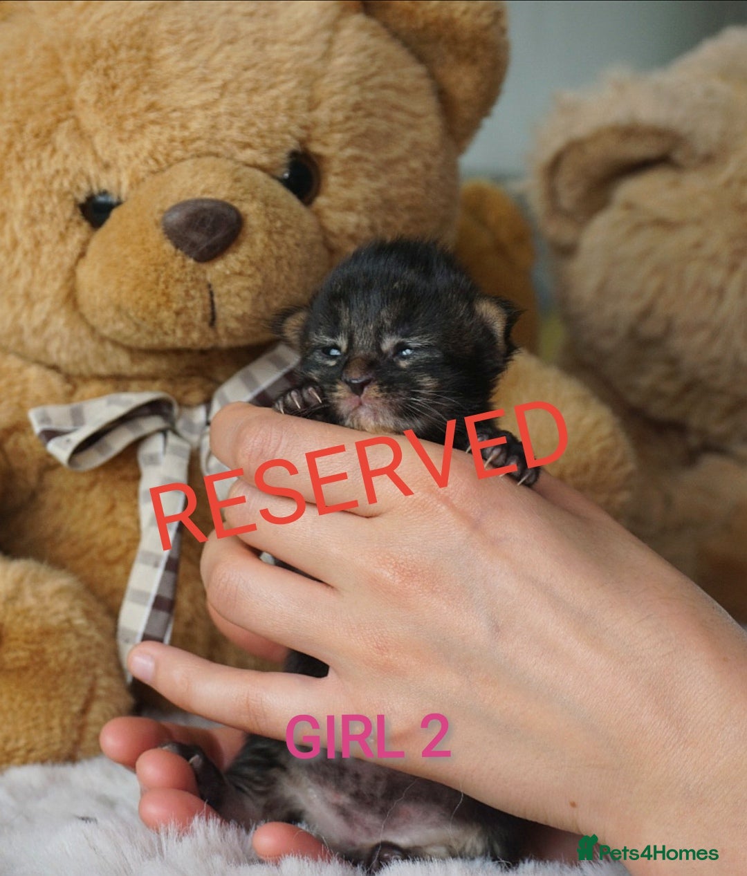 Maine Coon cats for sale: SHOW QUALITY MAINE COON KITTENS  - Image 9