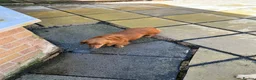 Miniature Dachshund dogs for sale: Female miniature daschund 3yrs - Advert 2