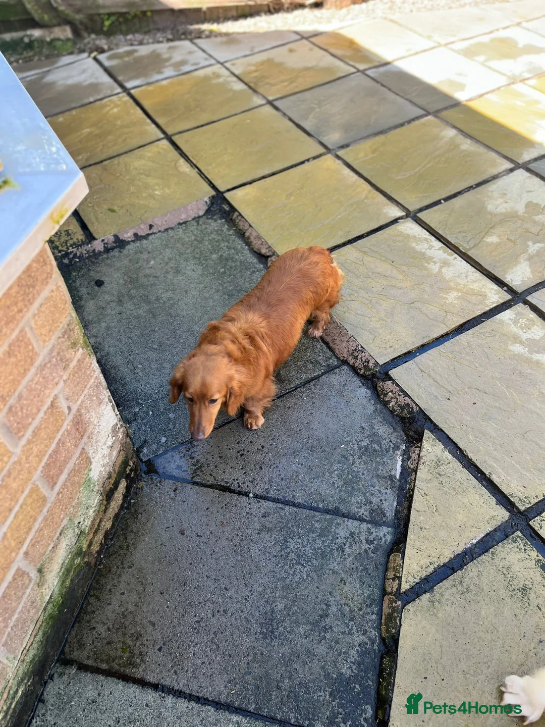Miniature Dachshund dogs for sale: Female miniature daschund 3yrs - Advert 2