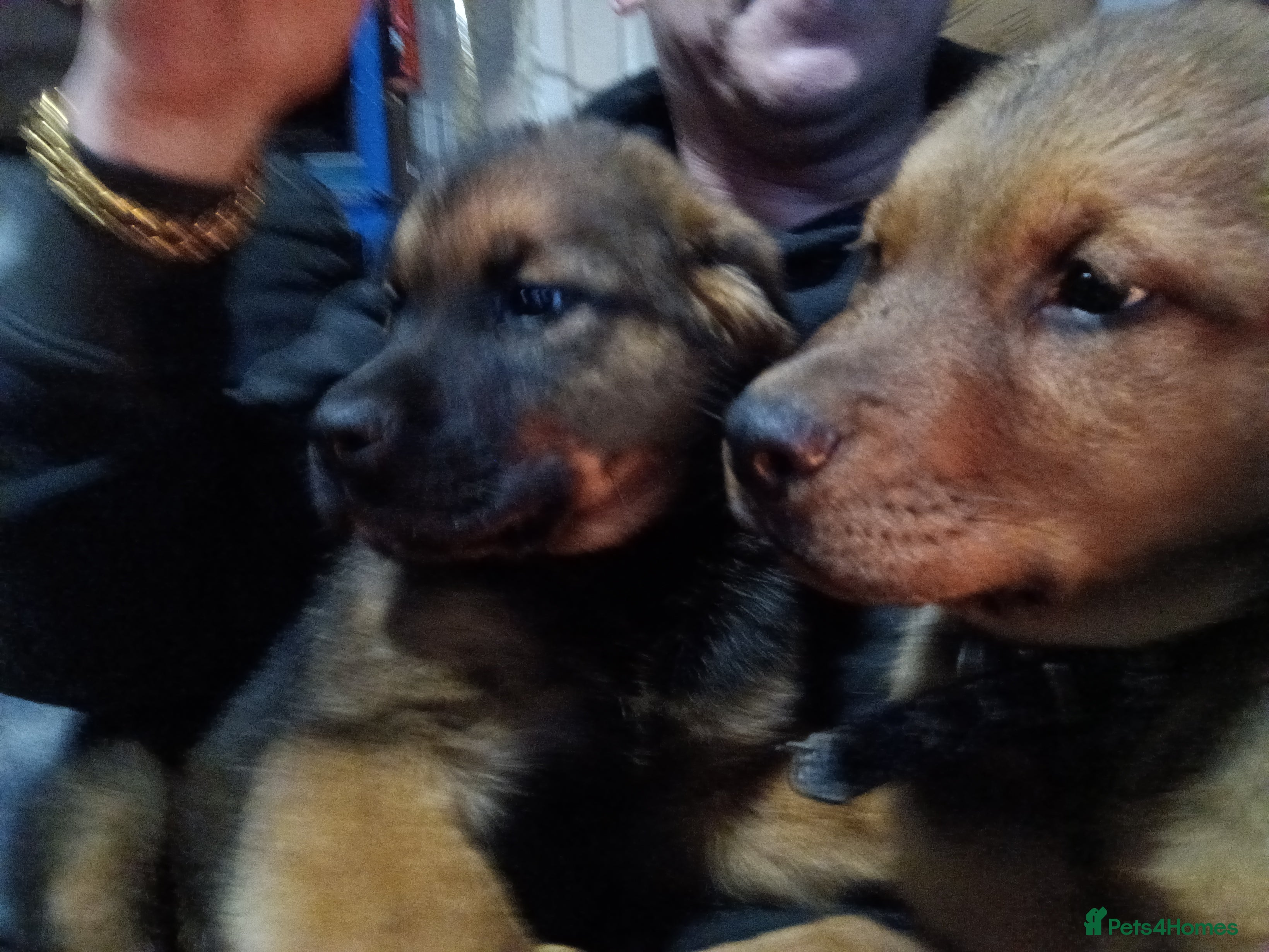 Mixed Breed dogs Masakiweiler pups - Advert 4