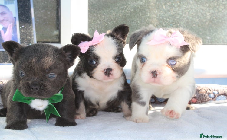 French Bulldog dogs - Advert 4