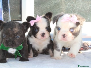 French Bulldog dogs - Advert 7