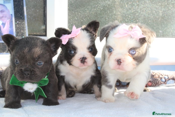 French Bulldog dogs - Advert 12