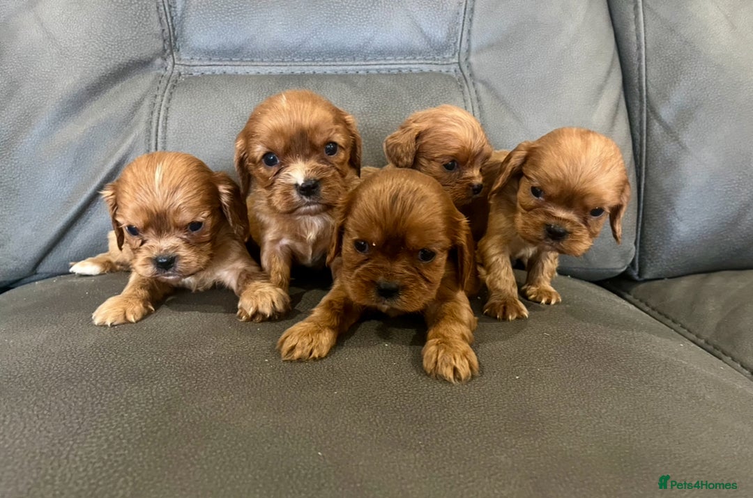Cavalier King Charles Spaniel dogs for sale: 🐶 KC, RUBY RED cavalier King Charles !!!!  - Image 3