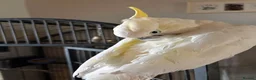 Cockatoo birds for sale: Female cockatoo  - Advert 4