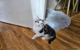 British Shorthair cats for sale: Kittens in Northampton - Image 18
