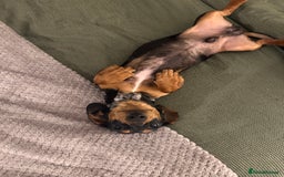 Miniature Dachshund dogs for stud: Mini Dachshund For Stud - Image 6