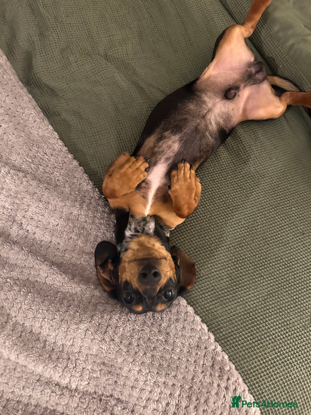 Miniature Dachshund dogs for stud: Mini Dachshund For Stud - Image 6
