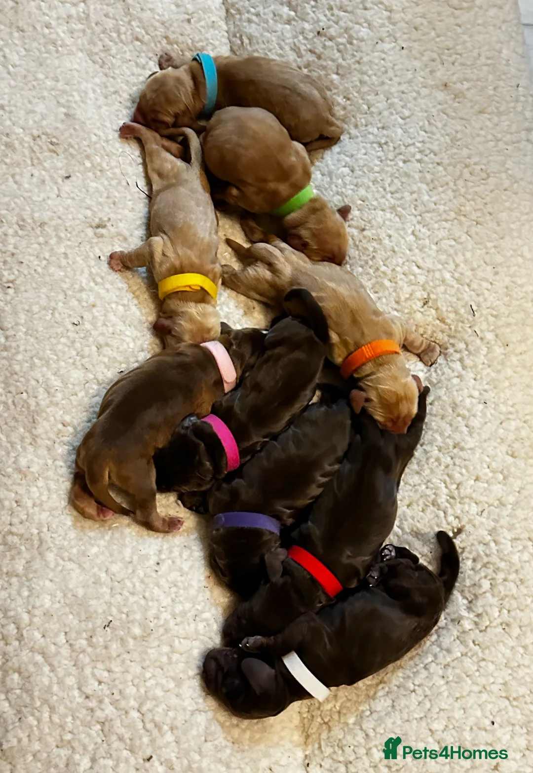 Cocker Spaniel dogs for stud: TRUE TO TYPE- Chocolate & Tan Show Cocker Spaniel in Holywell - Advert 20