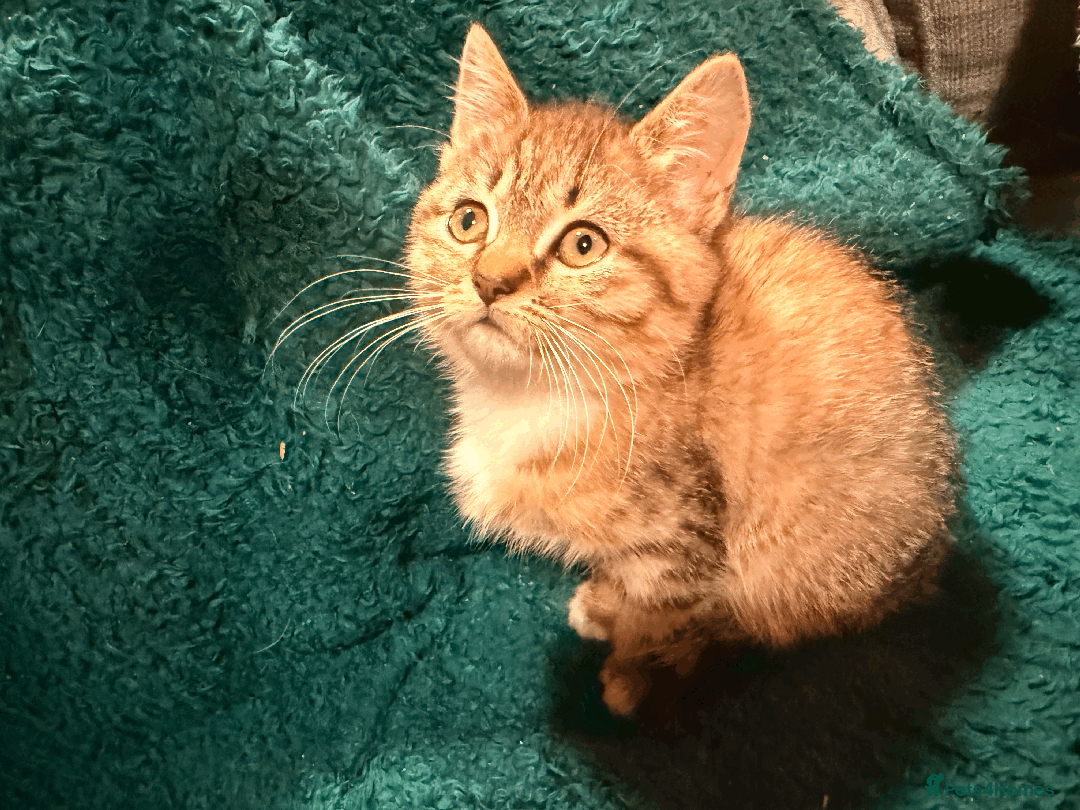 Mixed Breed cats for sale: 2 left - 4wks free insurance -himalayan x bengal - Image 22