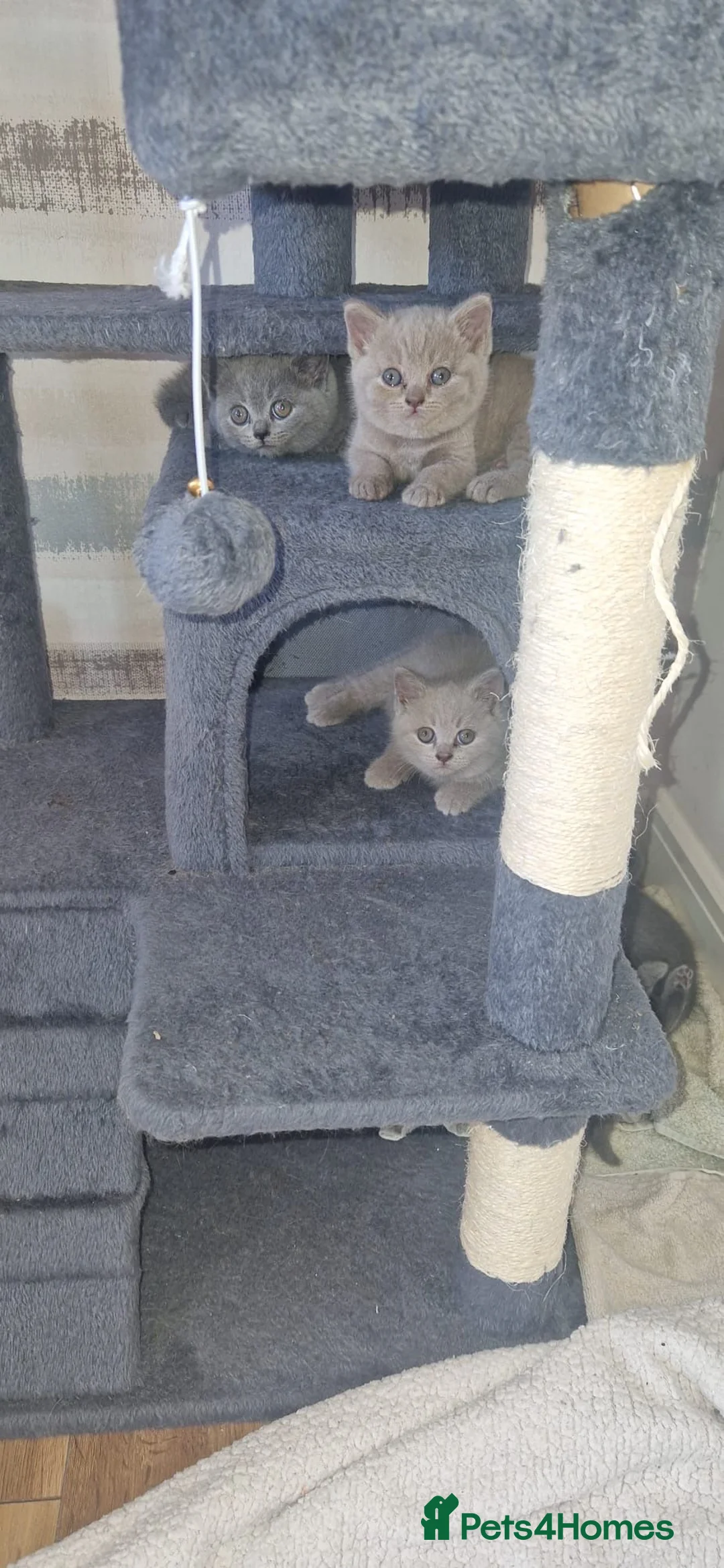 British Shorthair cats for sale: British Blue & Lilac Shorthair Kittens - Advert 2