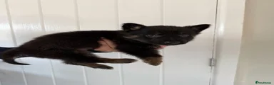 German Shepherd Puppy 4