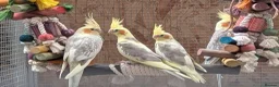 Cockatiels birds for sale: Hand reared cockatiels - Advert 2