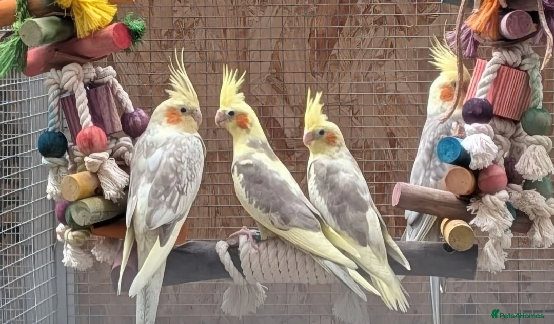 Cockatiels birds for sale: Hand reared cockatiels - Advert 2