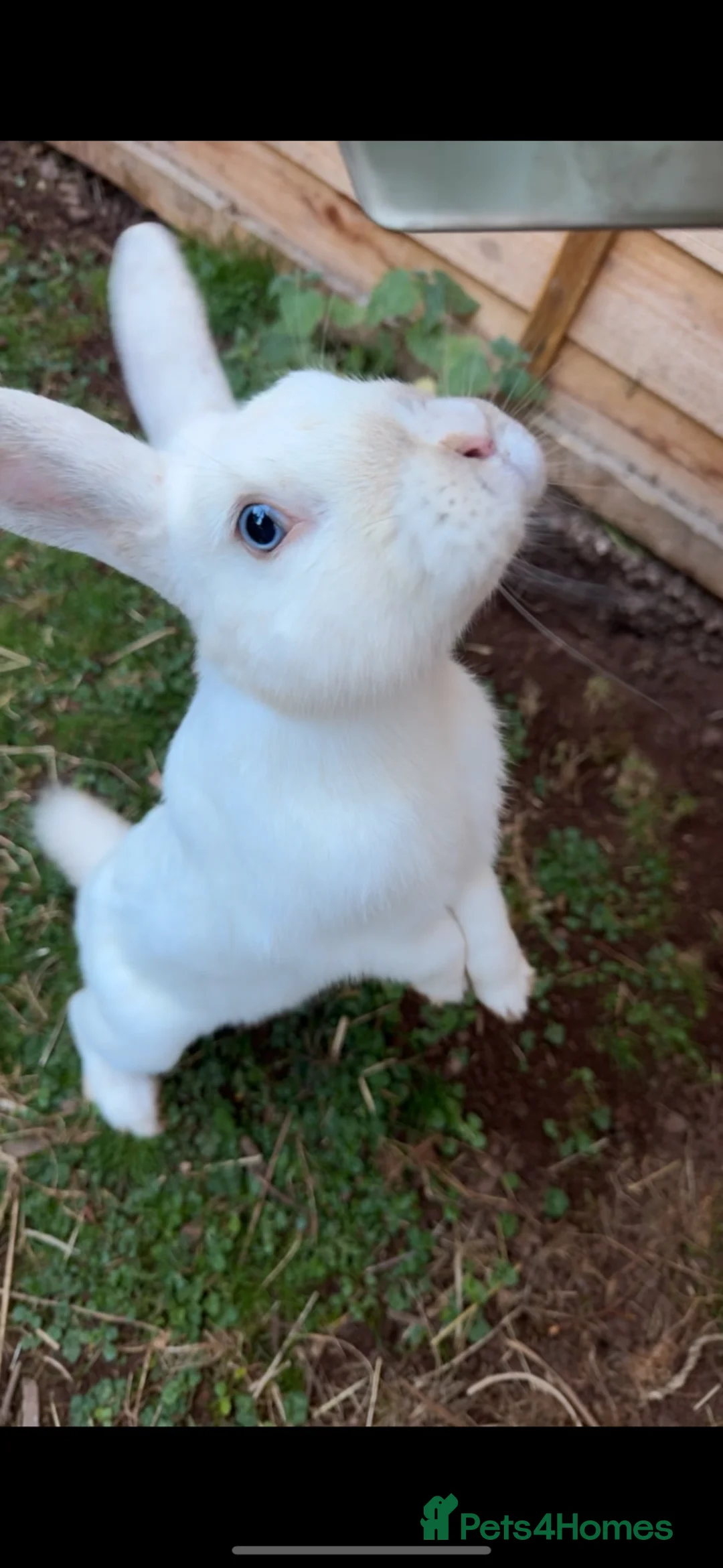 English rabbits for sale: Rabbit arlo - Advert 3