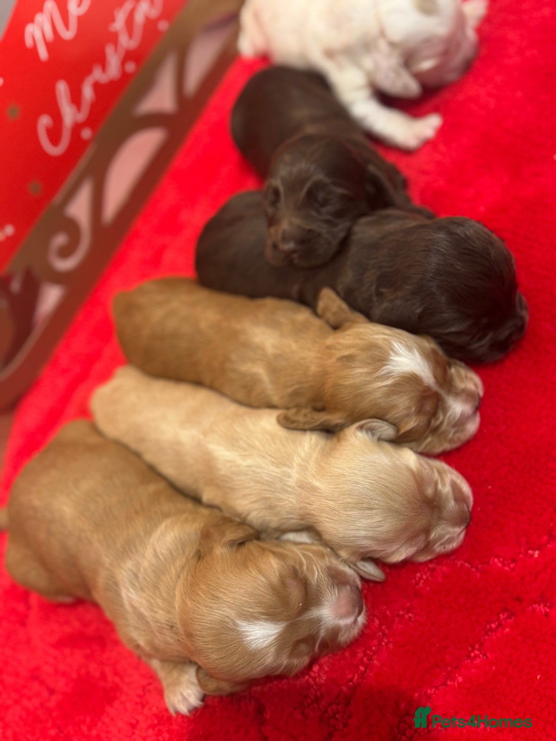 Cocker Spaniel dogs for sale: Working Cocker pups  - Advert 4