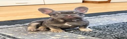 French Bulldog dogs for sale: Lilac tan female puppy 10 weeks old - Advert 1