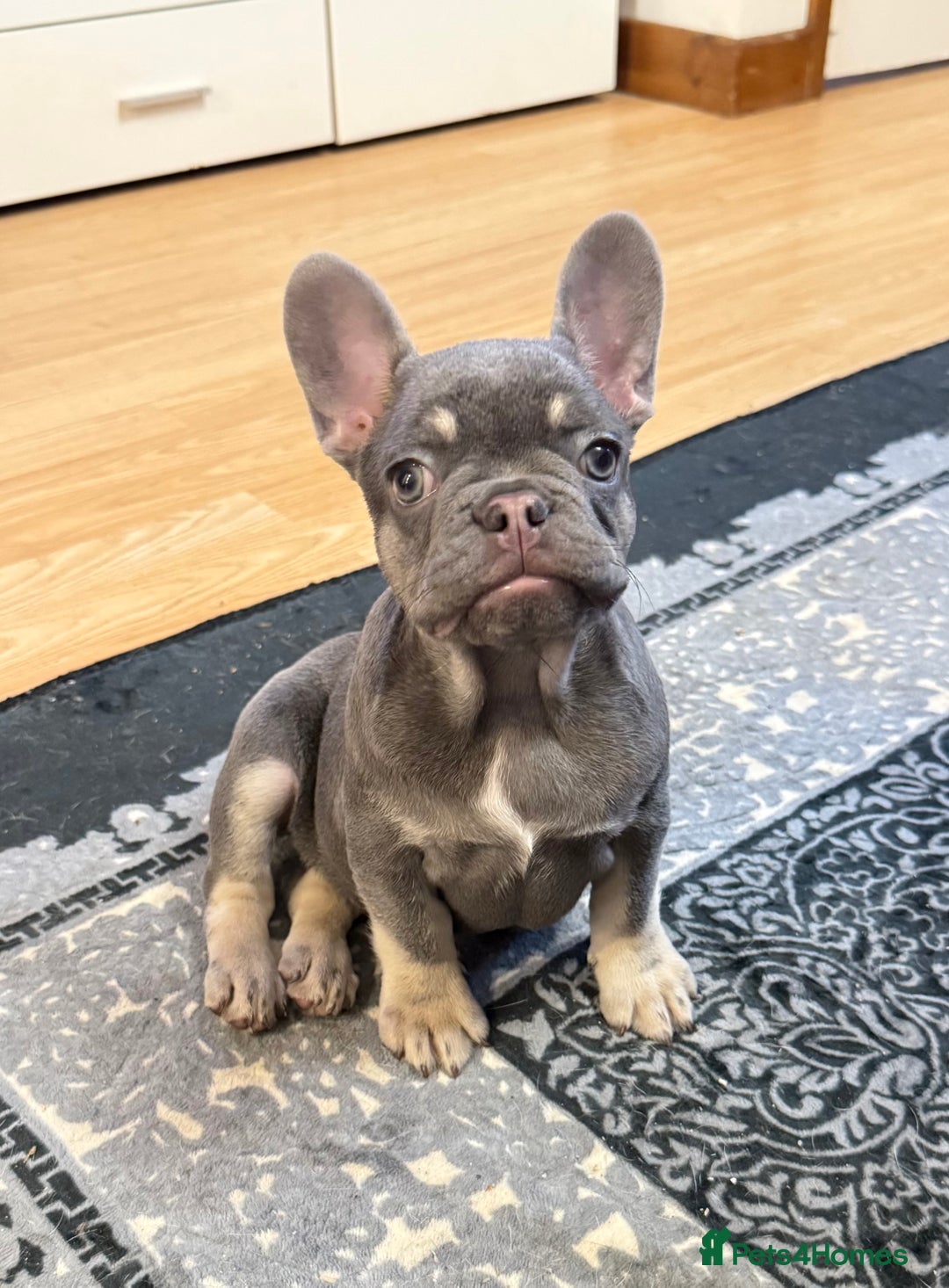 French Bulldog dogs for sale: Lilac tan female puppy 10 weeks old - Advert 1