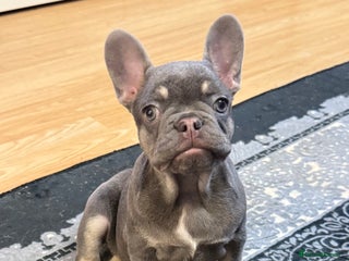 French Bulldog dogs Lilac tan female puppy 10 weeks old - Advert 1