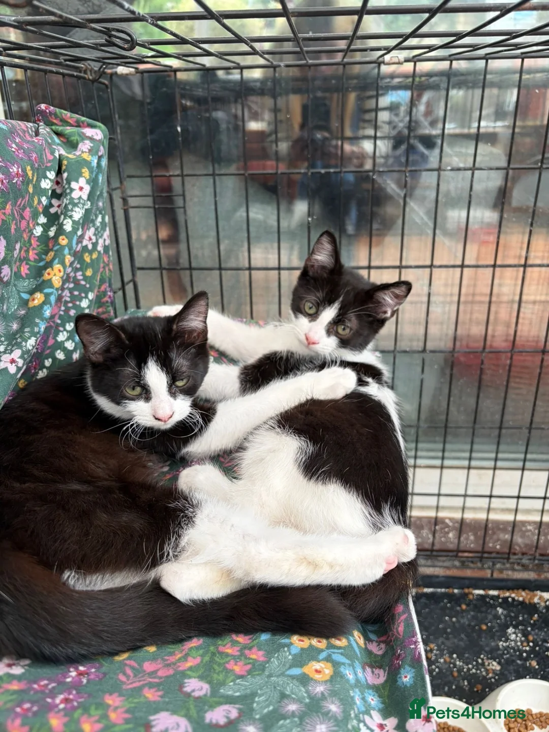 British Shorthair cats for sale: Lovely friendly black and white kittens  - Advert 5