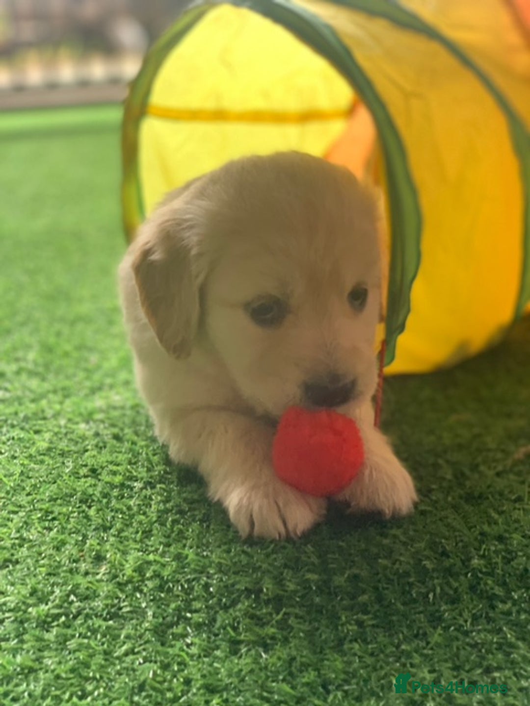 Golden Retriever dogs for sale: Beautiful, pedigree Golden Retriever puppies in Exeter - Image 13