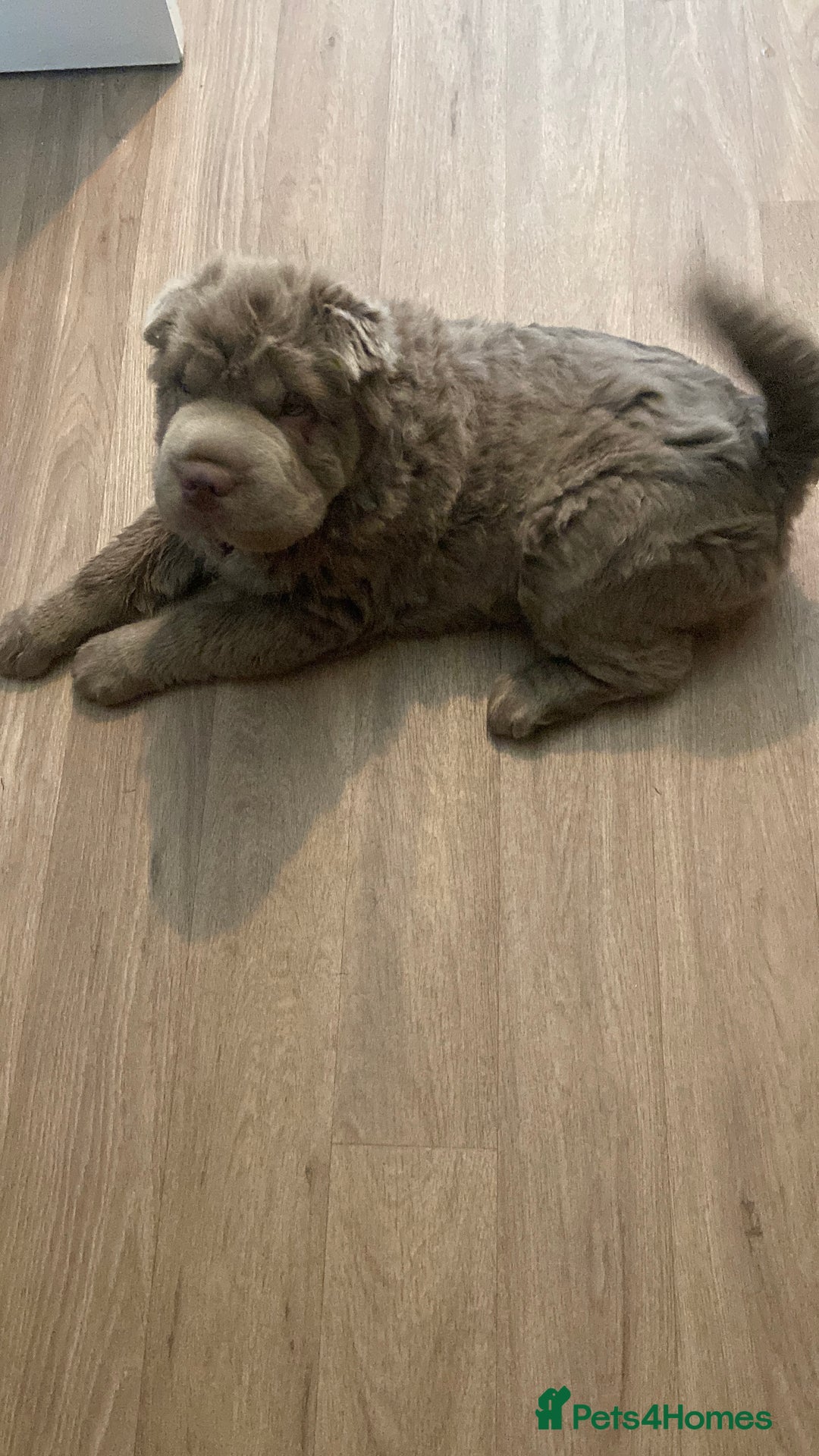 Shar Pei dogs for sale: Lilac bear coat Shar pei for sale  - Image 6