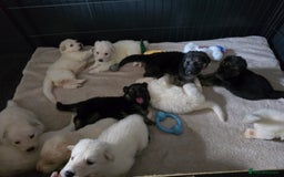 German Shepherd dogs for sale: Last 2 looking for their forever home - Image 6