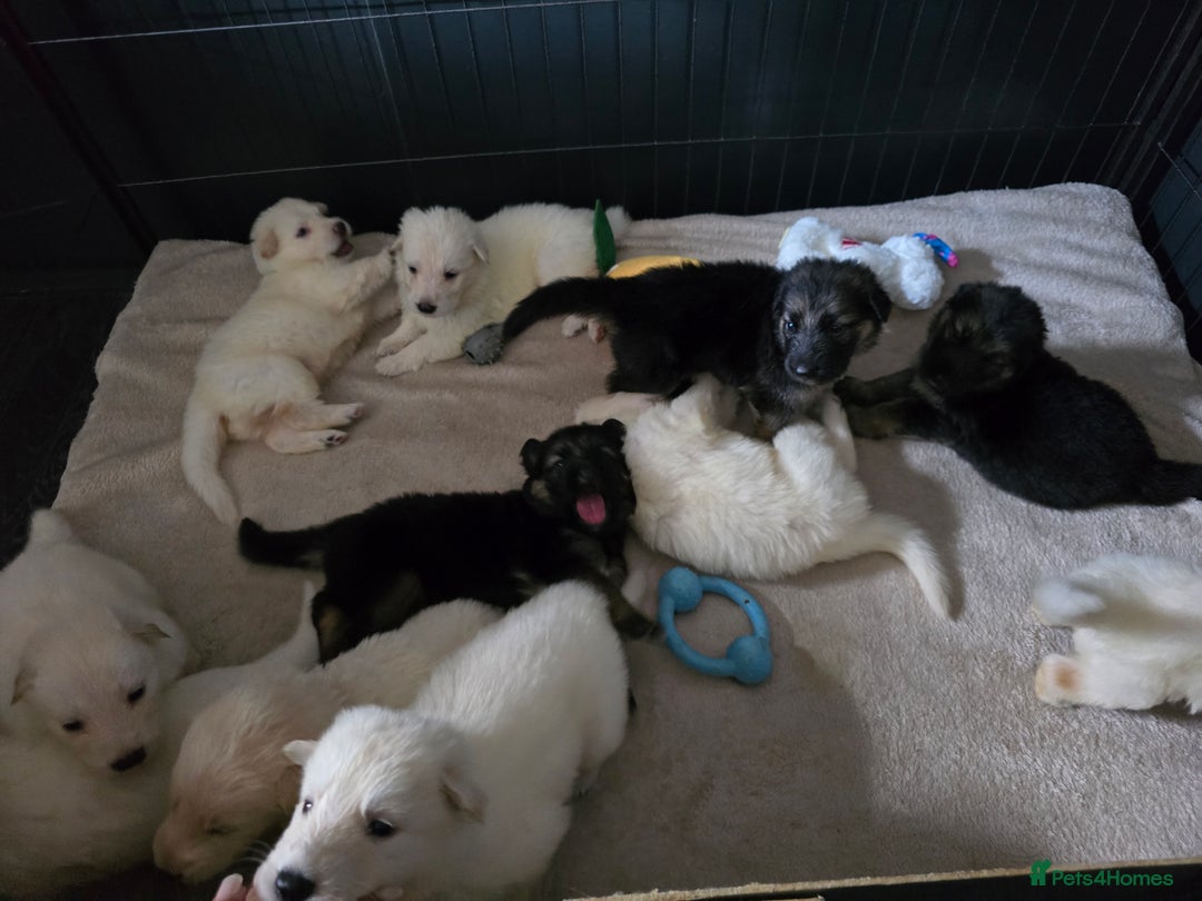 German Shepherd dogs for sale: Last 2 looking for their forever home - Image 6