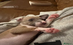 Italian Greyhound dogs for sale: Beautiful Italian Greyhound puppies for sale  - Image 12