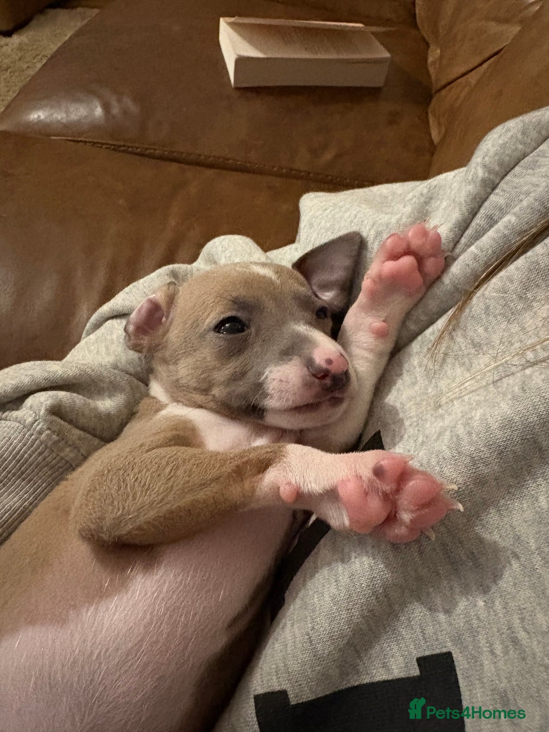 Italian Greyhound dogs for sale: Beautiful Italian Greyhound puppies for sale  - Image 12
