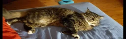 Norwegian Forest Cat cats for sale: NORWEGIAN FOREST CAT in Aberdeen - Advert 4