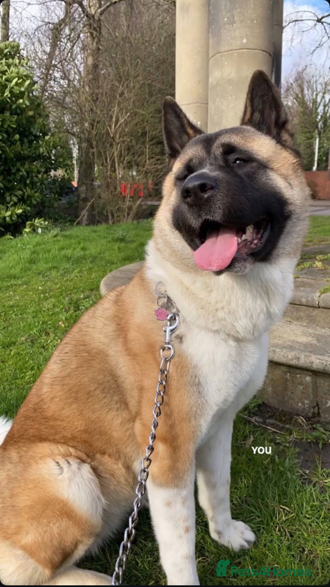Akita dogs for sale: American Akita for sale! - Image 4