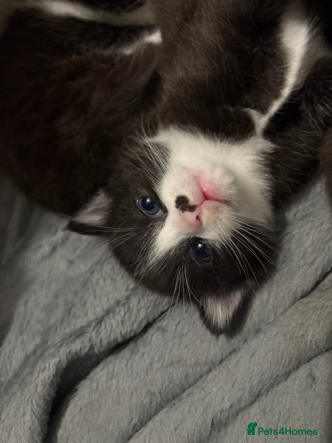 Ragdoll cats for sale:  Ragdoll X Kittens  - Advert 5