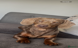 Dachshund dogs for stud: Isabella Dachshund for STUD - Image 2