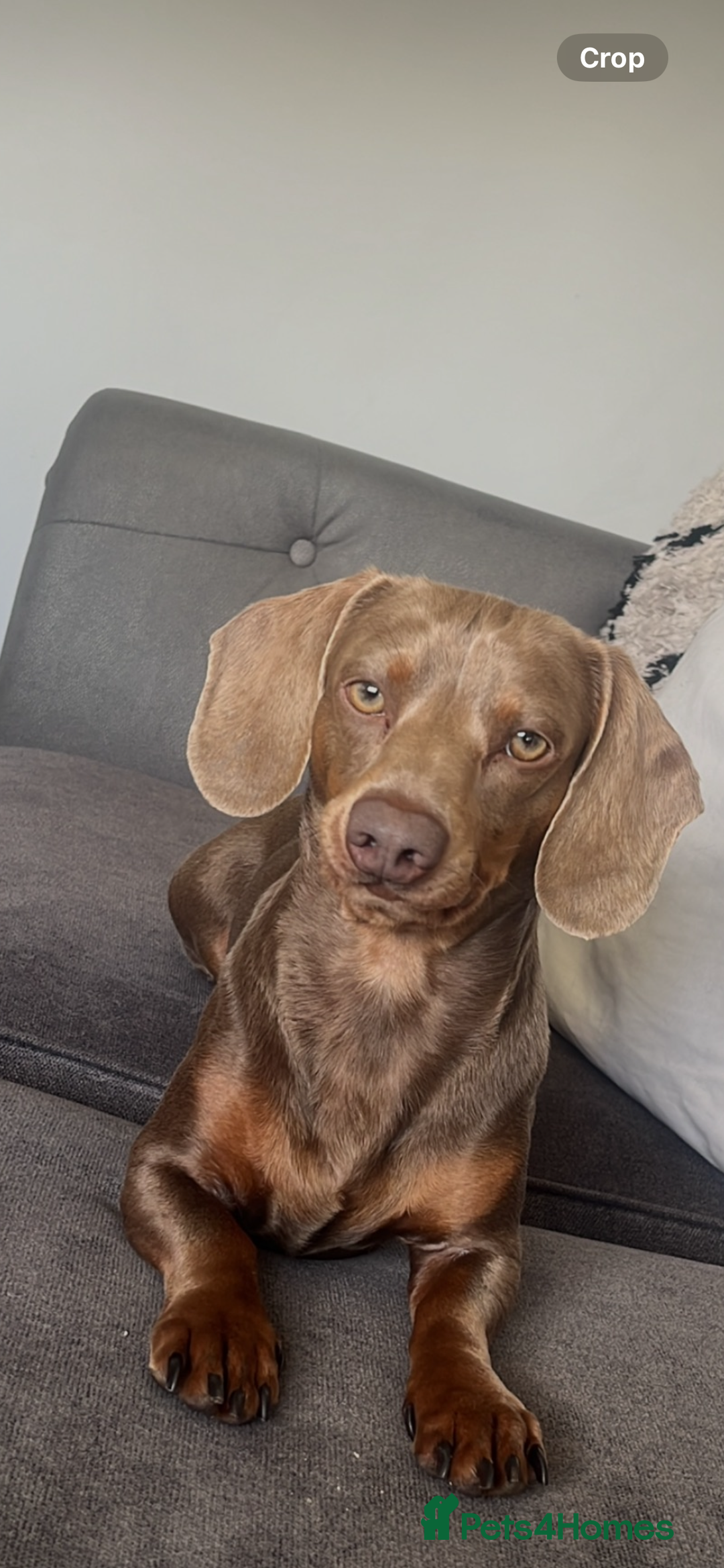 Dachshund dogs for stud: Isabella Dachshund for STUD - Image 2