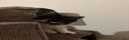 Mixed Breed cats for sale: Gorgeous extremely fluffy black and white kitten - Advert 3