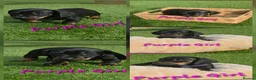 Miniature Dachshund dogs for sale: LAST PUP! Miniature Dachshund Puppies 🐶🐾 - Advert 24