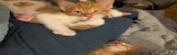 Domestic Shorthair cats for sale: 5 Ginger Kittens - Advert 21