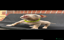American Bully dogs for sale: Pocket bully female  - Image 5